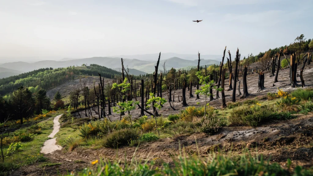 🇫🇷 Alvão : un an après l'incendie, la nature reprend ses droits 🇬🇧 Alvão: One Year After the Fire, Nature Slowly Reclaims Its Own