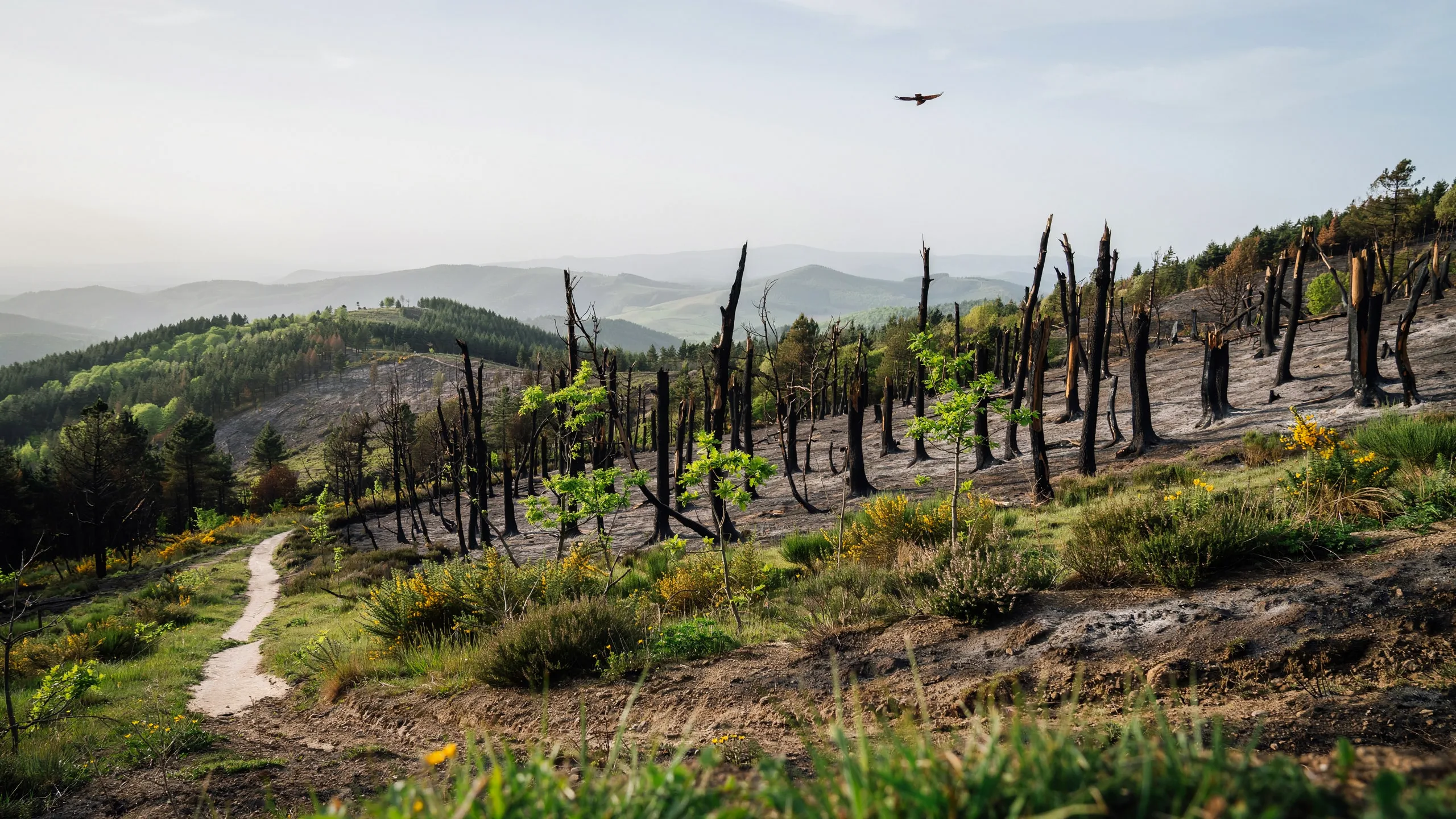 🇫🇷 Alvão : un an après l'incendie, la nature reprend ses droits 🇬🇧 Alvão: One Year After the Fire, Nature Slowly Reclaims Its Own