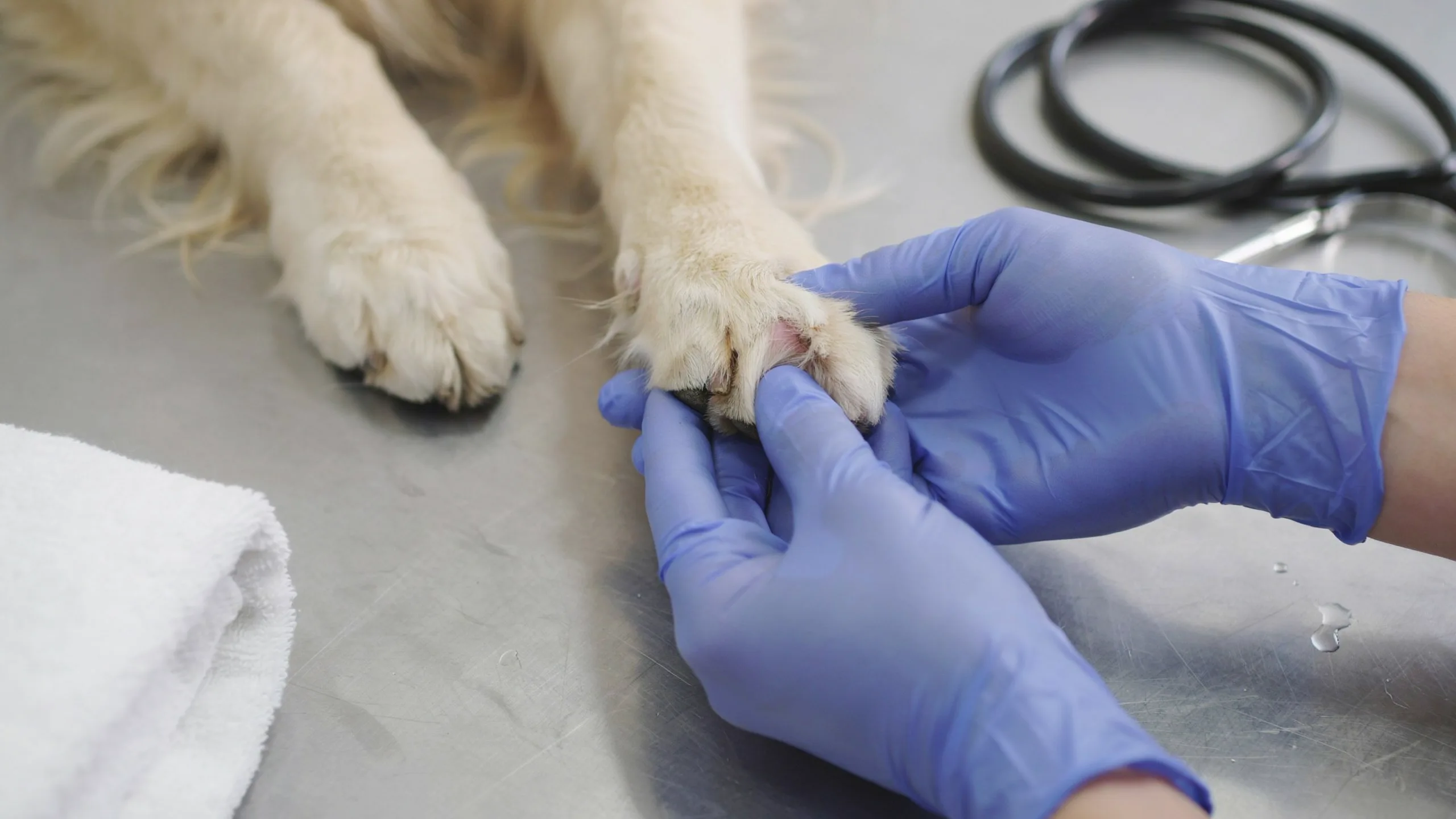 ce que les pattes de votre chien révèlent sur sa santé selon les vétérinaires