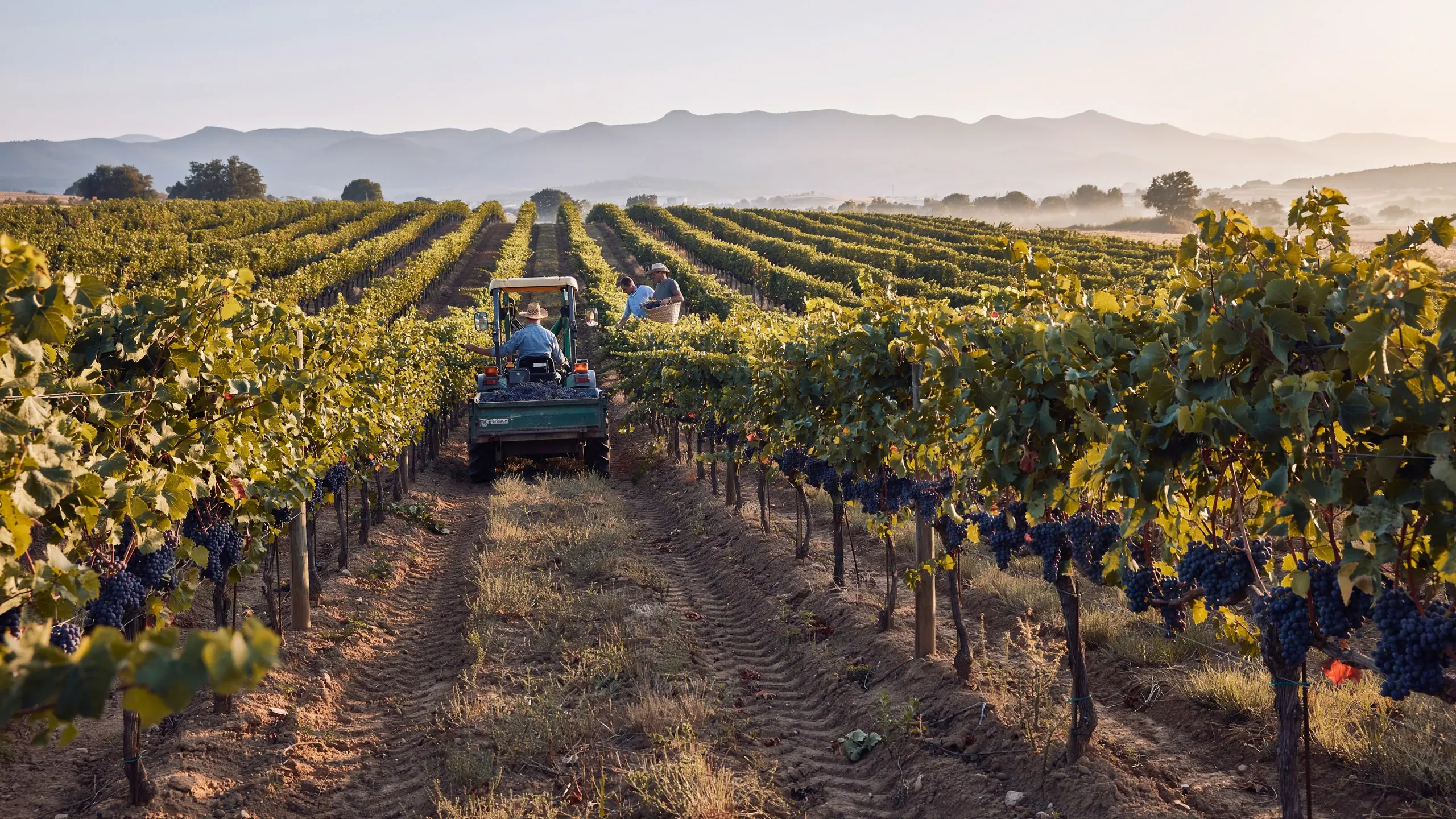 🇫🇷 Espagne : la canicule bouscule les vendanges, la récolte s’annonce excellente mais réduite 🇬🇧 Spain: Heat Upends the Grape Harvest — Excellent Quality, Smaller Volume